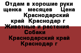 Отдам в хорошие руки щенка 4 месяцев. › Цена ­ 10 - Краснодарский край, Краснодар г. Животные и растения » Собаки   . Краснодарский край,Краснодар г.